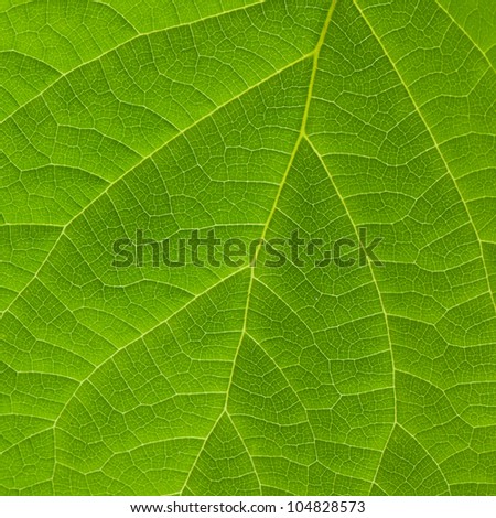Texture of green leaf. Macro hires
