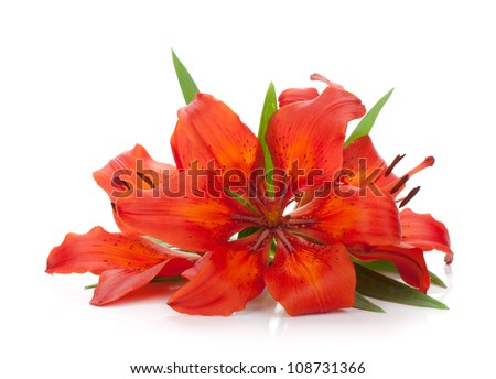 Three red lily. Isolated on white background