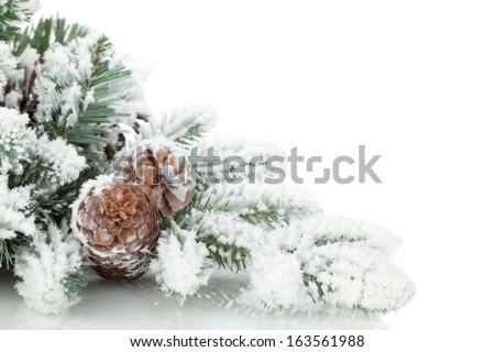 Fir tree branch covered with snow. Isolated on white background