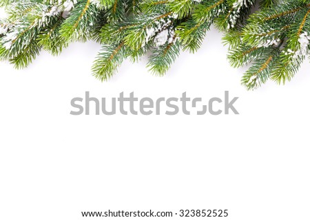 Christmas tree branch with snow. Isolated on white background with copy space