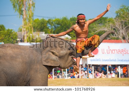 SURIN, ISAN, THAILAND - NOVEMBER 20, 2010: A trainer sits on an elephant trunk during an elephant trick performance at the annual Surin Elephant Roundup on November 20, 2010 in Surin, Thailand