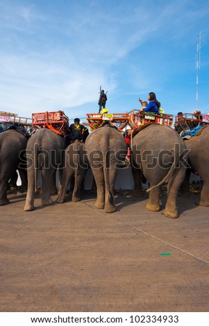 SURIN, ISAN, THAILAND - NOVEMBER 19, 2010: Elephants gorge themselves on an elephant breakfast at the end of the parade at the annual Surin Elephant Roundup on November 19, 2010 in Surin, Thailand