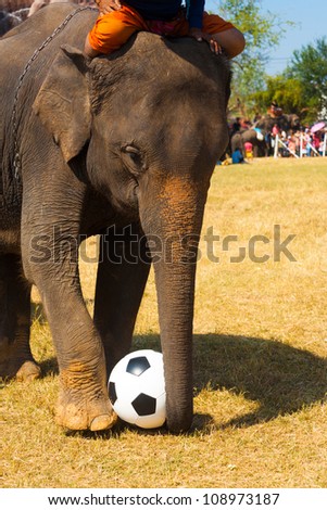 Front of elephant using trunk and foot, playing with a soccer ball, performing for the crowd at the annual Surin Elephant Round in Surin, Isan, Thailand