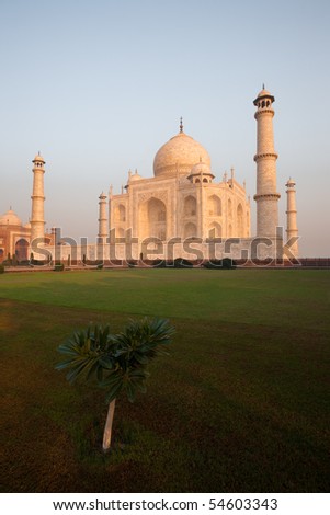 At sunrise, a lone tree rises from the lawn at an empty Taj Mahal.