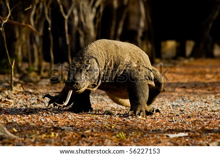 The Komodo Dragon, A Ferocious Carnivore And Predator ...