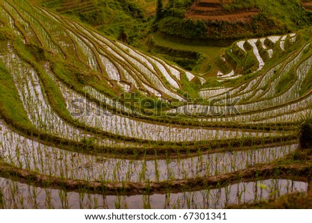 A steep rice terrace is flooded and planted with rice sprouts in Titian Longji, the Dragon\'s Backbone in Guanxi, China