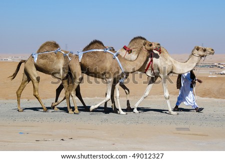 The herdsman leads a small caravan against the desert backdrop