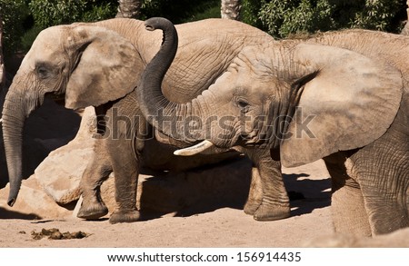 elephant heads