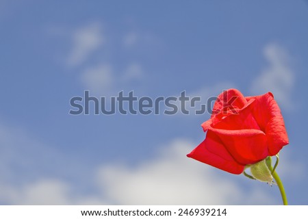 rose and sky