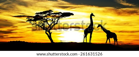 wild animals in africa