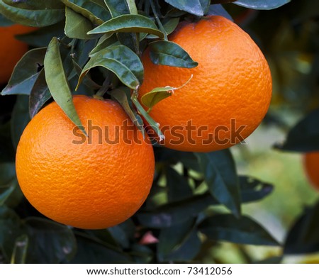 picnic orange