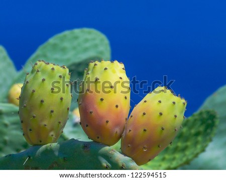 Cactus fat plants over blue sky background