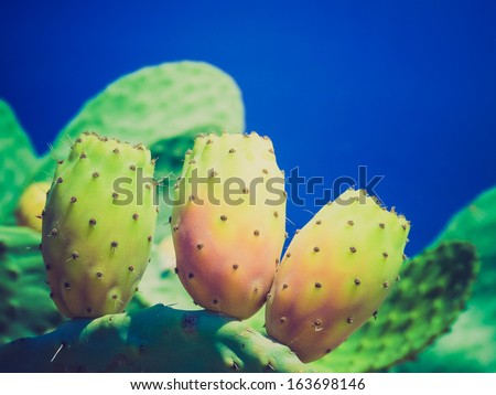 Retro Cactus fat plants over blue sky background