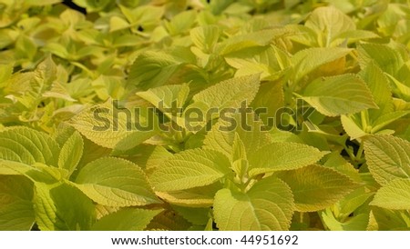 Coleus (Lamiaceae) plant aka Painted Nettle or Flame Nettle