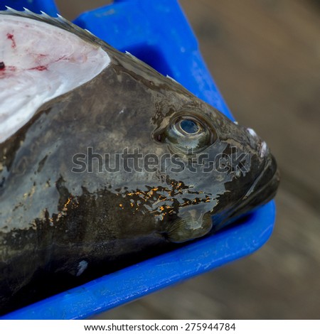 Head of a fish, Skeena-Queen Charlotte Regional District, Haida Gwaii, Graham Island, British Columbia, Canada