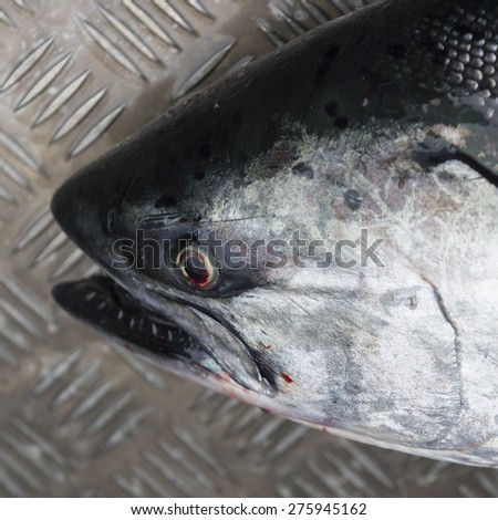 Chinook salmon fish, Skeena-Queen Charlotte Regional District, Hippa Island, Haida Gwaii, Graham Island, British Columbia, Canada