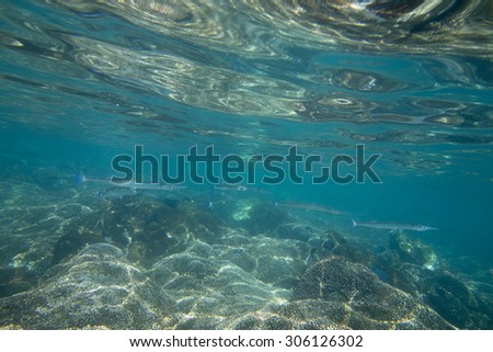 Underwater view of fish and ocean floor, Zihuatanejo, Guerrero, Mexico