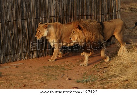 An African lioness and an African lion in an enclosure, Namibia, Africa