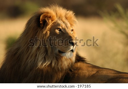 african lion habitat. an African lion, Namibia,