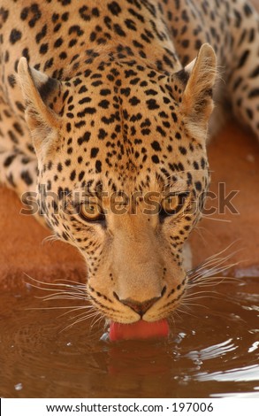 namibia leopard drinking africa close water shutterstock search