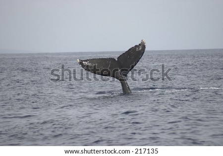 Tail of a whale in the sea, Maui, Hawaii,