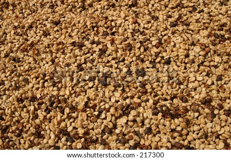 Close-up of coffee beans drying out in the sun, Hawaii