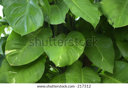 Close-up of leaves, Kauai Island, Hawaii,