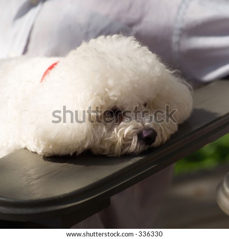 Close-up of a pet dog resting its head on a chair\'\'s arm rest,