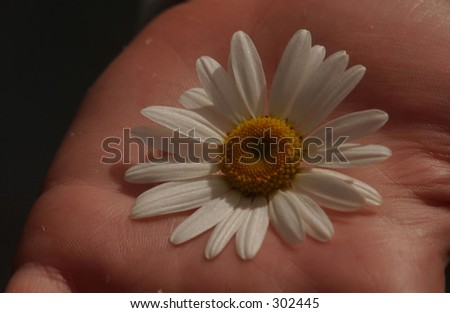 Close-up of a flower in a person\'\'s hand,