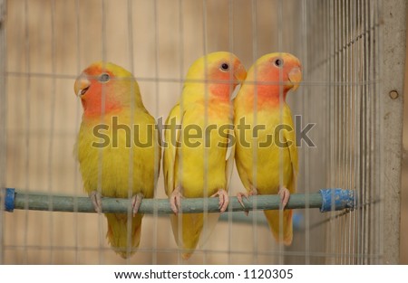 Close-up of three birds in a bird cage, Havana, Cuba