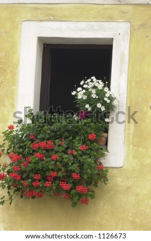 Flowering plants on a ledge in a window