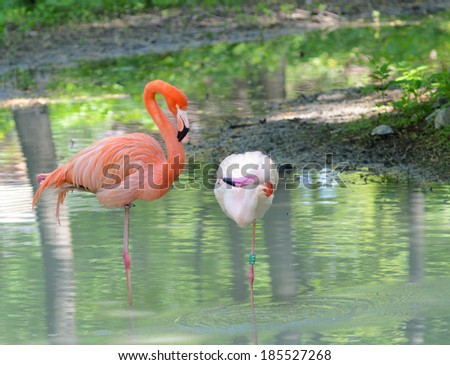 Pairs of flamingo in the local river. Kyiv's Zoo, Ukraine