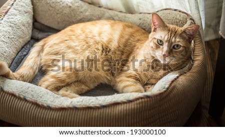 Cat in His Cat Bed