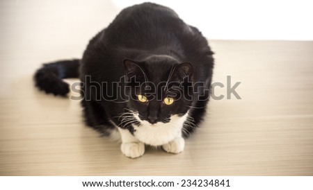 Black Cat Sitting on Floor - Cute Fat Kitty Staring into Space