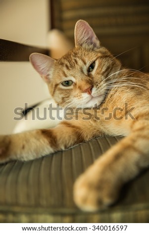 Sleepy striped cat waking up from a long sleep on chair - orange Tabby