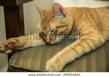 Exhausted cat sleeping on chair - orange Tabby kitten is very tired and taking a nap