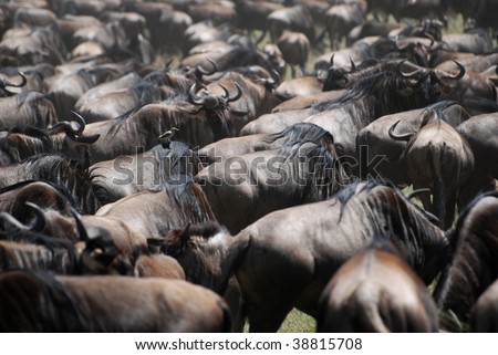 Wildebeest migration in serengeti