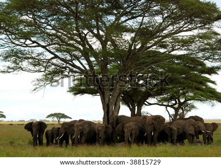Elephants herds enjoying the shade under huge tree.