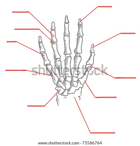 Anatomy Of Human Hand Stock Vector Illustration 73586764 : Shutterstock