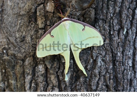 Resting Luna Moth on Oak Tree