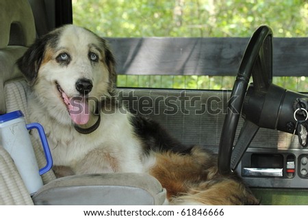 Smiling Dog Sitting in Drivers Seat