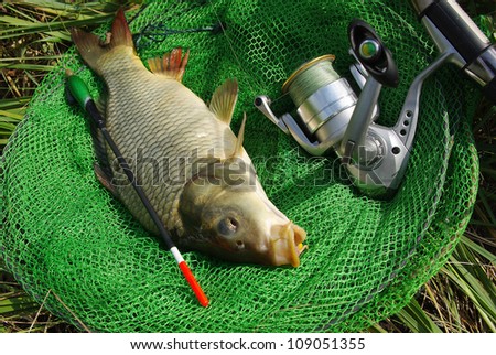Carp fishing. Carp with fishing tackle in fish net