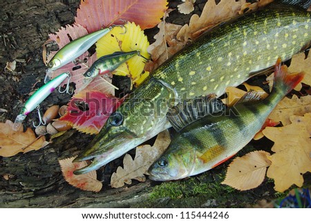 Pike, perch and wobblers. Autumn fishing.Close up.