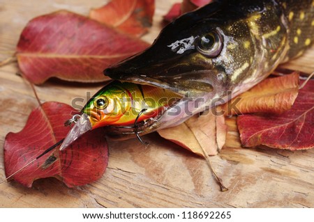 Pike, wobbler and leaves. Autumn fishing
