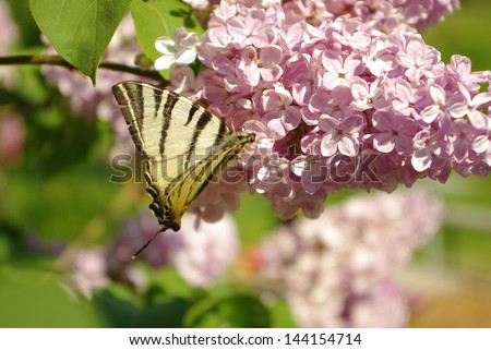 Eastern Tiger Swallowtail Butterfly (Papilio podalirius )    on  lilac