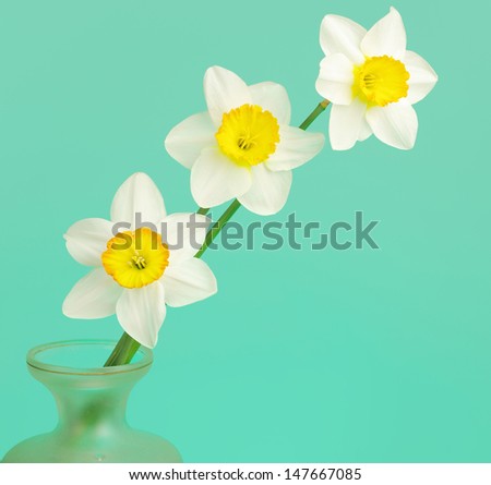 Three daffodils on blue background