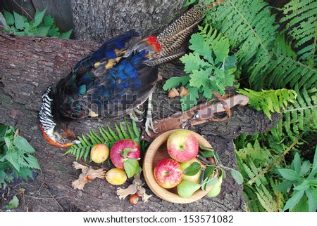 Hunting still life with pheasant