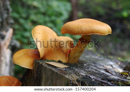 Poison Mushrooms on the tree-stump