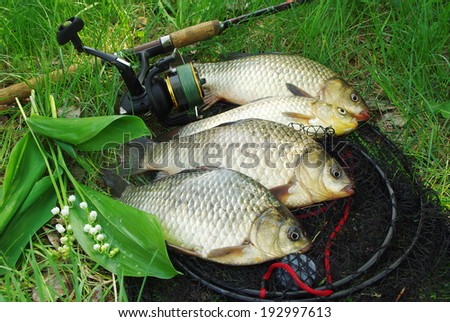 The four crucians carp (Carassius carassius) lying on the grass