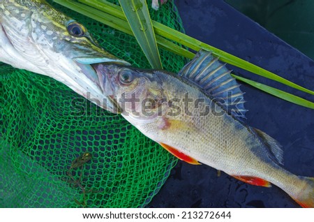 Pike bite perch (bearing fish in his mouth like a predator)
